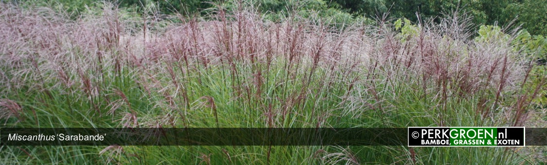 Miscanthus Sarabande  late herfst in bloei
